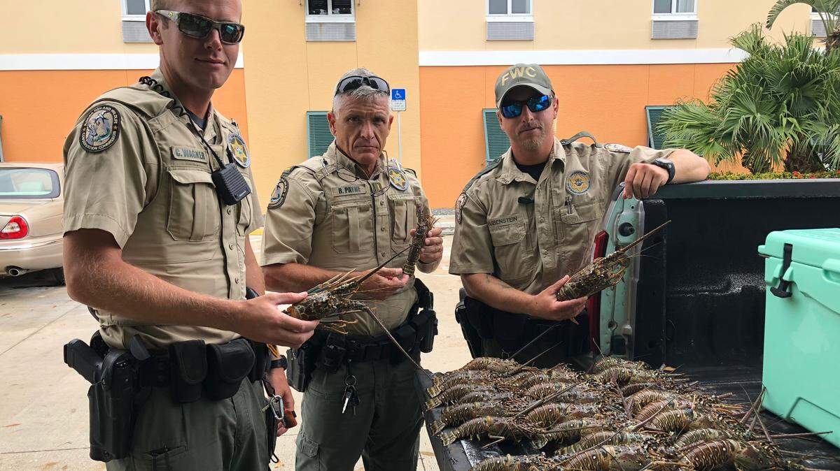 Florida Fish and Wildlife Conservation Commission officers stand next to a pickup truck with a bed full of illegally caught Florida lobsters.