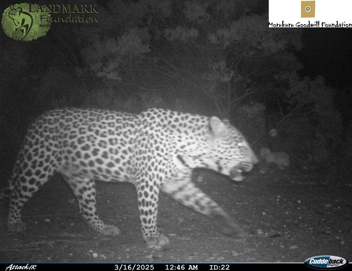Leopards are considered vulnerable worldwide, with declining population numbers.