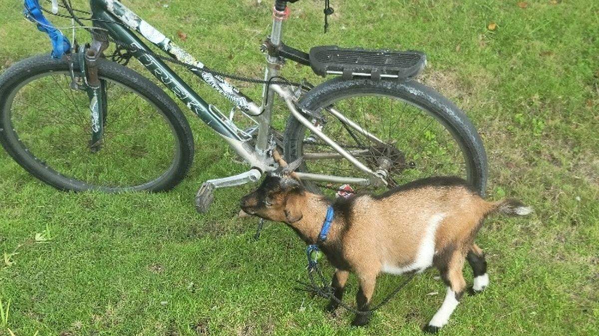 Billy the Kidder, a miniature goat, was stolen but then reunited with its owner.