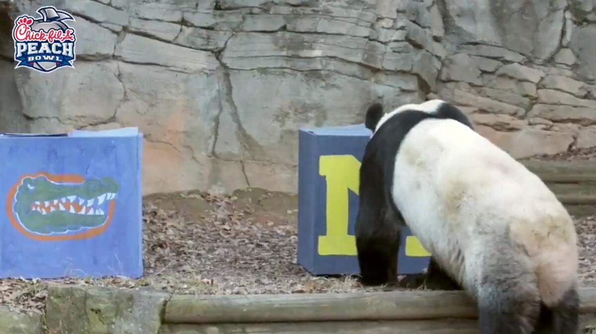 Zoo Atlanta’s giant panda, Yang Yang, picked Michigan to beat Florida in this year’s Chick-fil-A Peach Bowl.