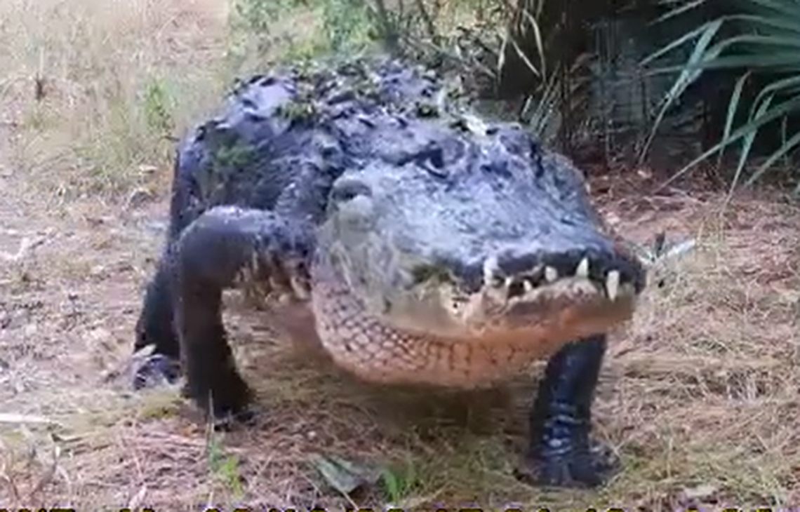 An intimidating alligator with protruding teeth has been seen roaming the Florida wilderness, and experts say it’s likely due to an injury.