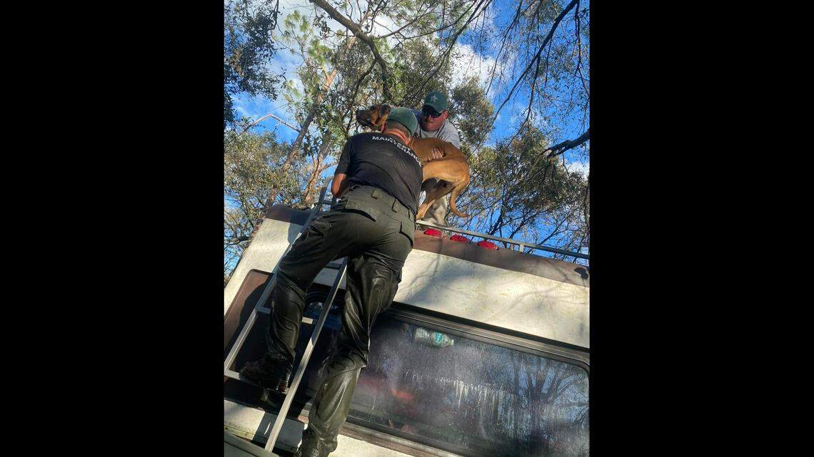 Among Hurricane Ian’s odd survival stories is a Florida dog that rode out the Category 4 storm atop an RV in DeSoto County.