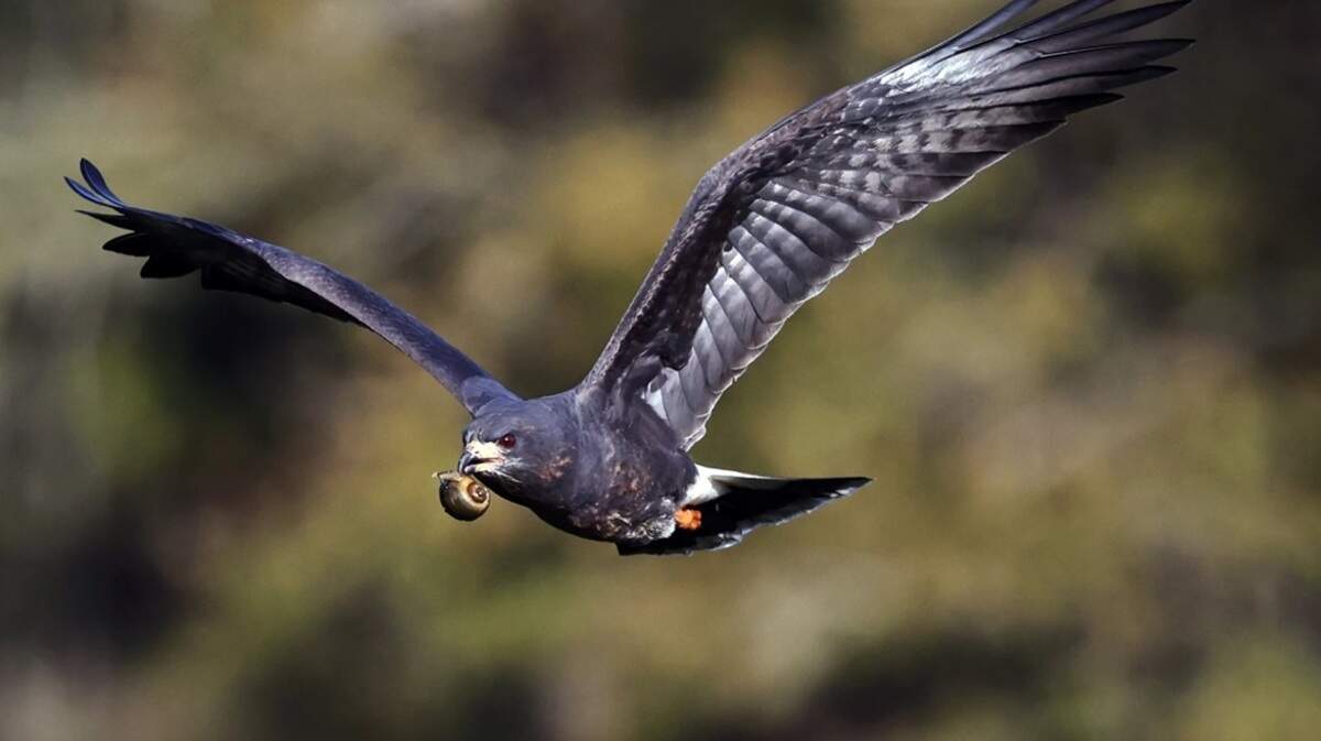 
The wetlands provide habitat for apple snails, which attract endangered Everglades snail kites.