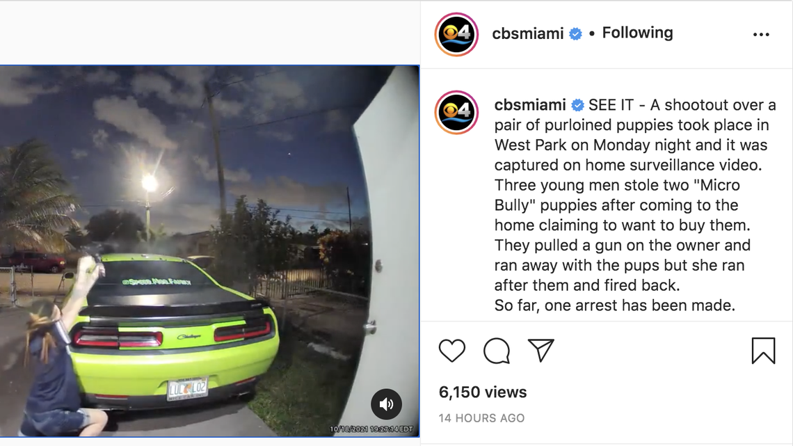 A South Florida puppy-snatching turned into a wild shootout. Watch the video