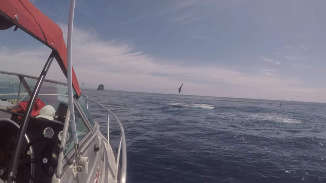 They were fishing for snapper. Instead, they caught a mako shark that ‘went berserk.’