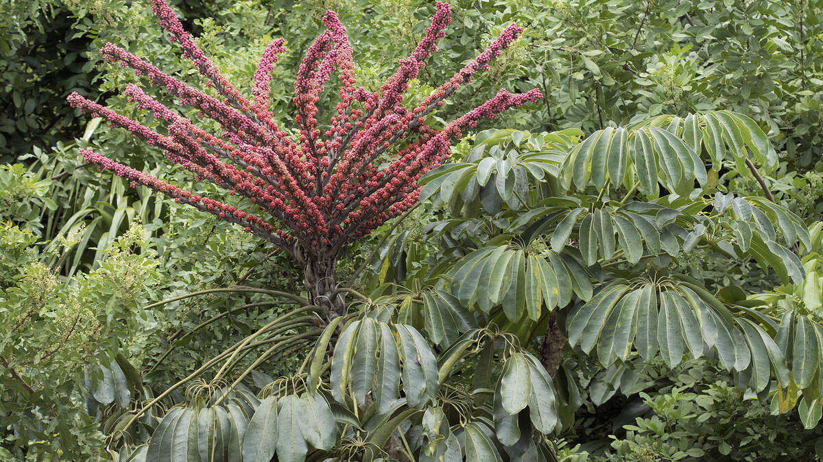 An invasive Schefflera, also known as the umbrella tree.
