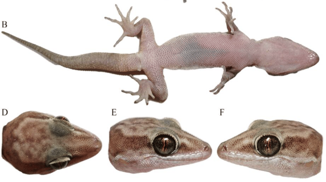 The bottom of the gecko is a light pink color, but the top is brown.
