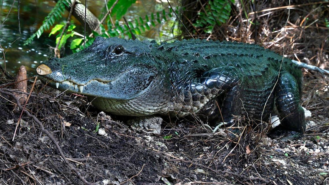 An alligator named Big Momma moves towards her nest, made of mud, grass, and debrism to protect her eggs in the Everglades. Big Momma lives at the Clyde Butcher Big Cypress Gallery.