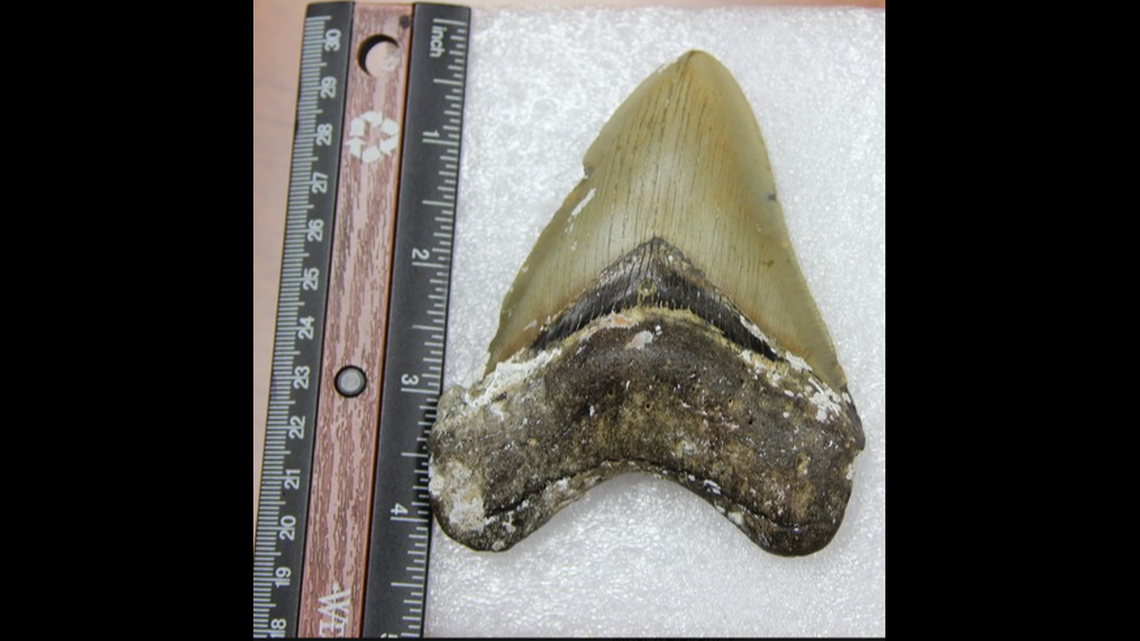A giant shark’s tooth has been found in the Cayman Islands and officials there are celebrating in part because it’s absolutely certain the massive shark itself is extinct.