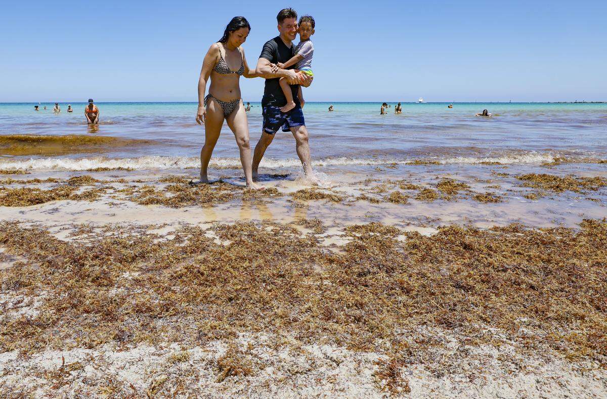 Massiel Vadel-Pedraza, Abelardo Pedraza and their son Tyler, 3, visiting from Mexico, walk through a pile of seaweed on the shores of South Beach on Miami Beach on Thursday.