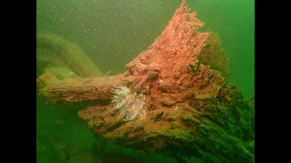 The species was found living in “hard-bottom” habitats known as reef ledges, according to the study.