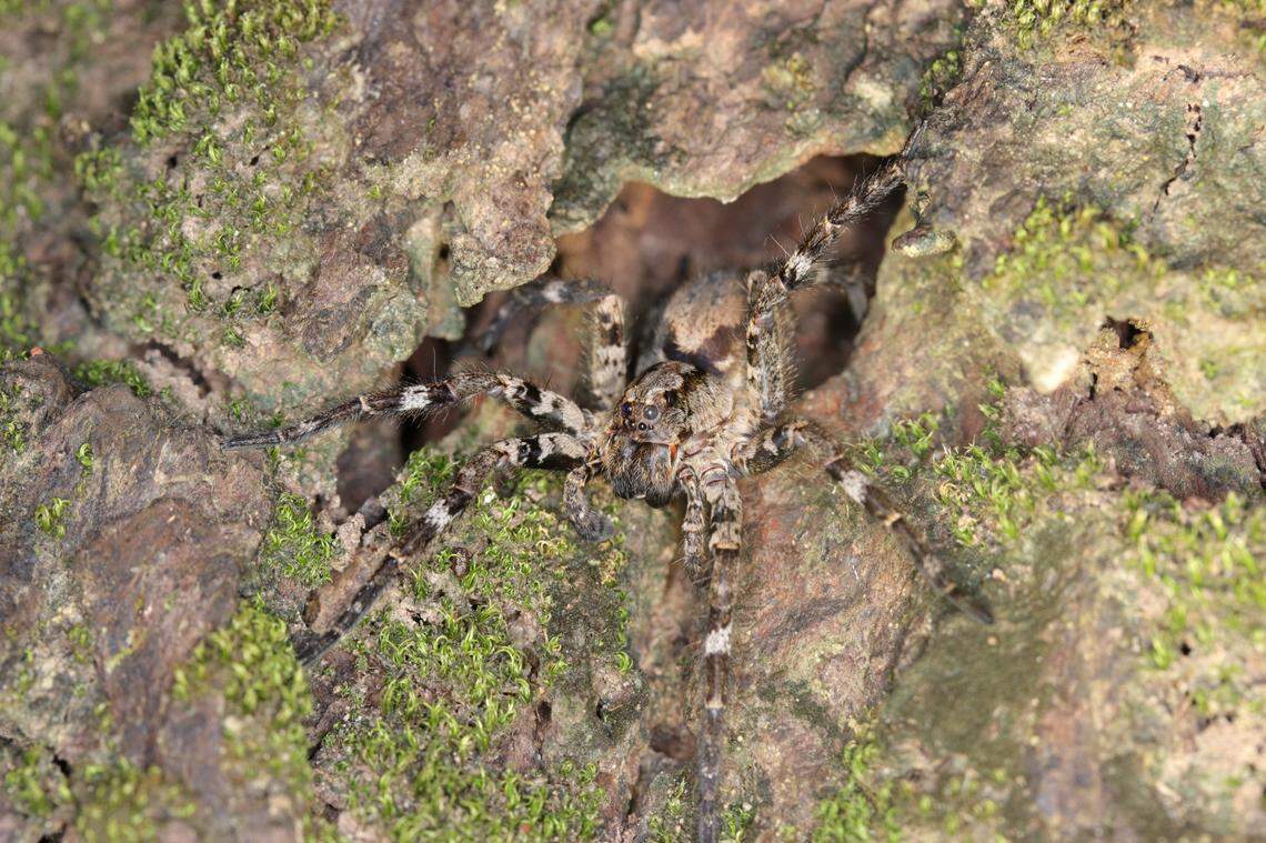 A Hogna arborea, or Taiwanese tree-dwelling wolf spider, looking out of a tree hole.