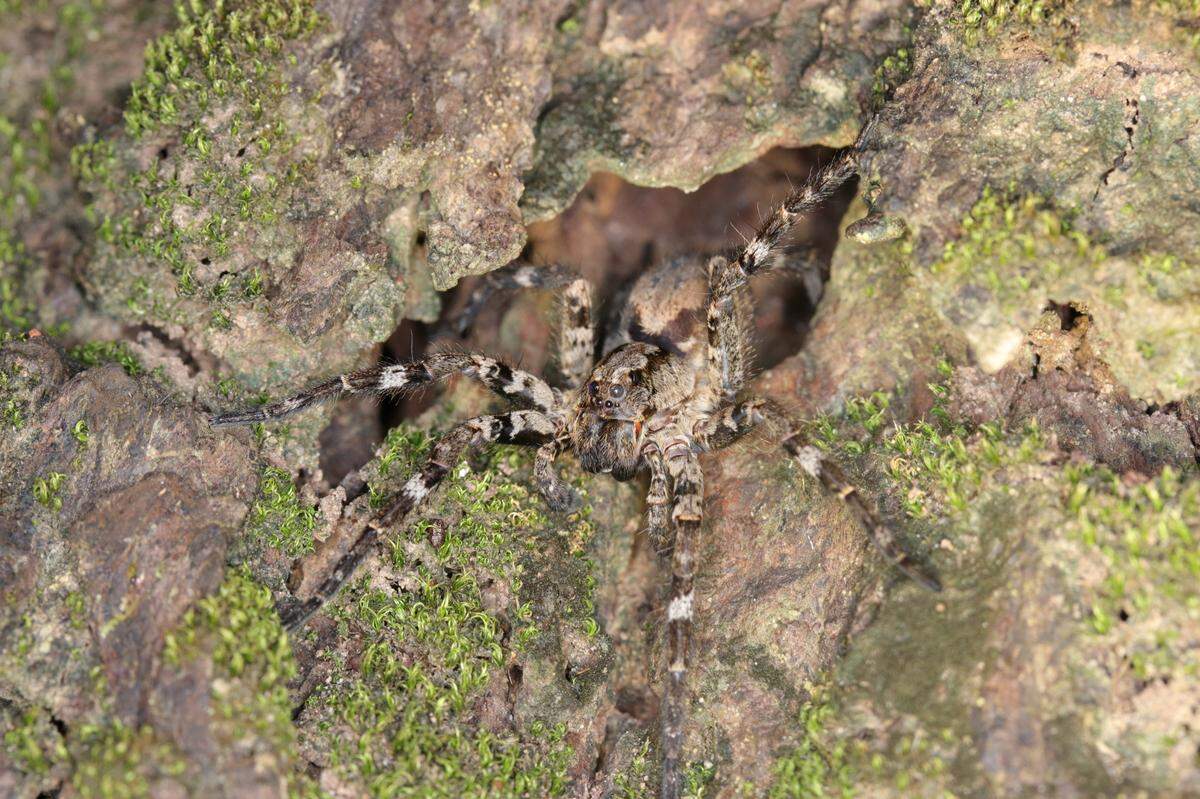 A Hogna arborea, or Taiwanese tree-dwelling wolf spider, looking out of a tree hole.