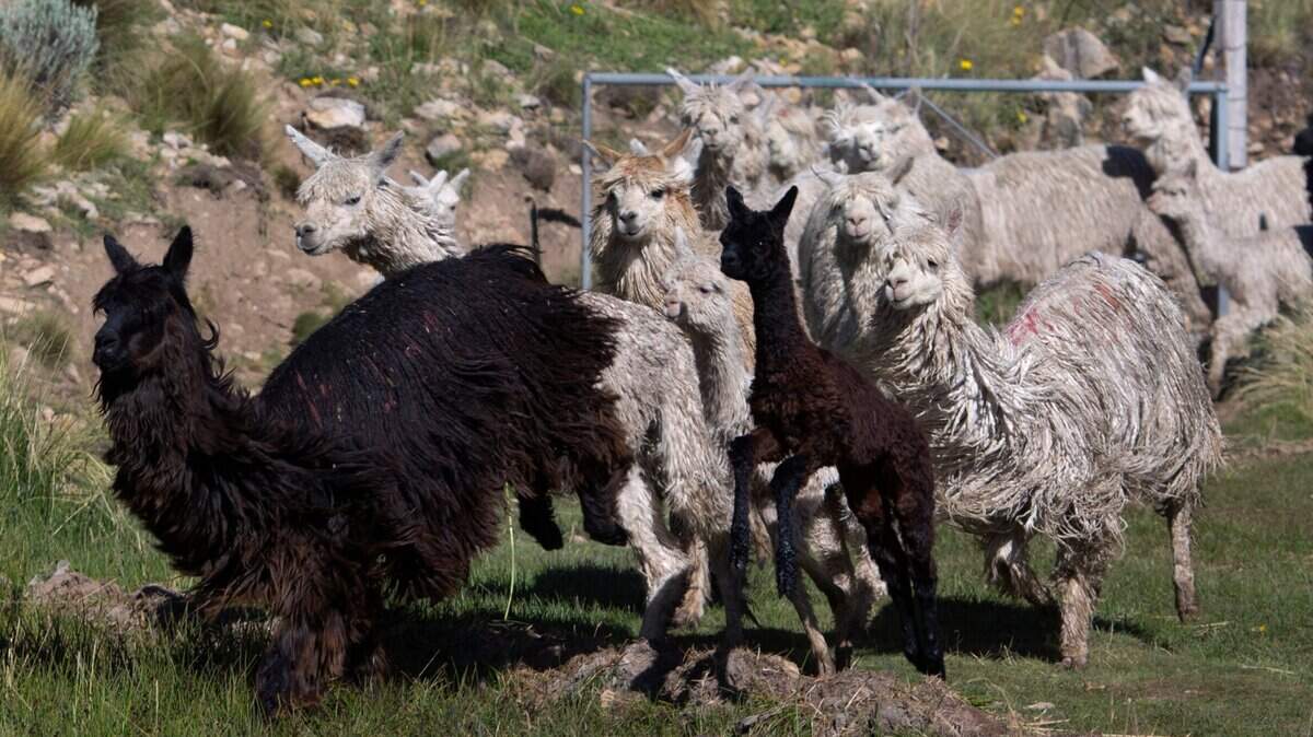 In this March 9, 2016 photo, black and white alpacas run on the Mallkini Hacienda alpaca farm in the highlands of the Puno department of Peru. They are not the alpacas allegedly purchased with fraudulently-obtained COVID-19 relief funds. (AP Photo/Martin Mejia)