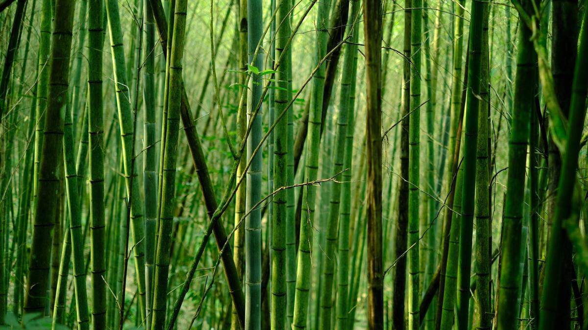 In the forests of central China, a rare creature was spotted on a trail camera for the first time in years, wildlife officials said.