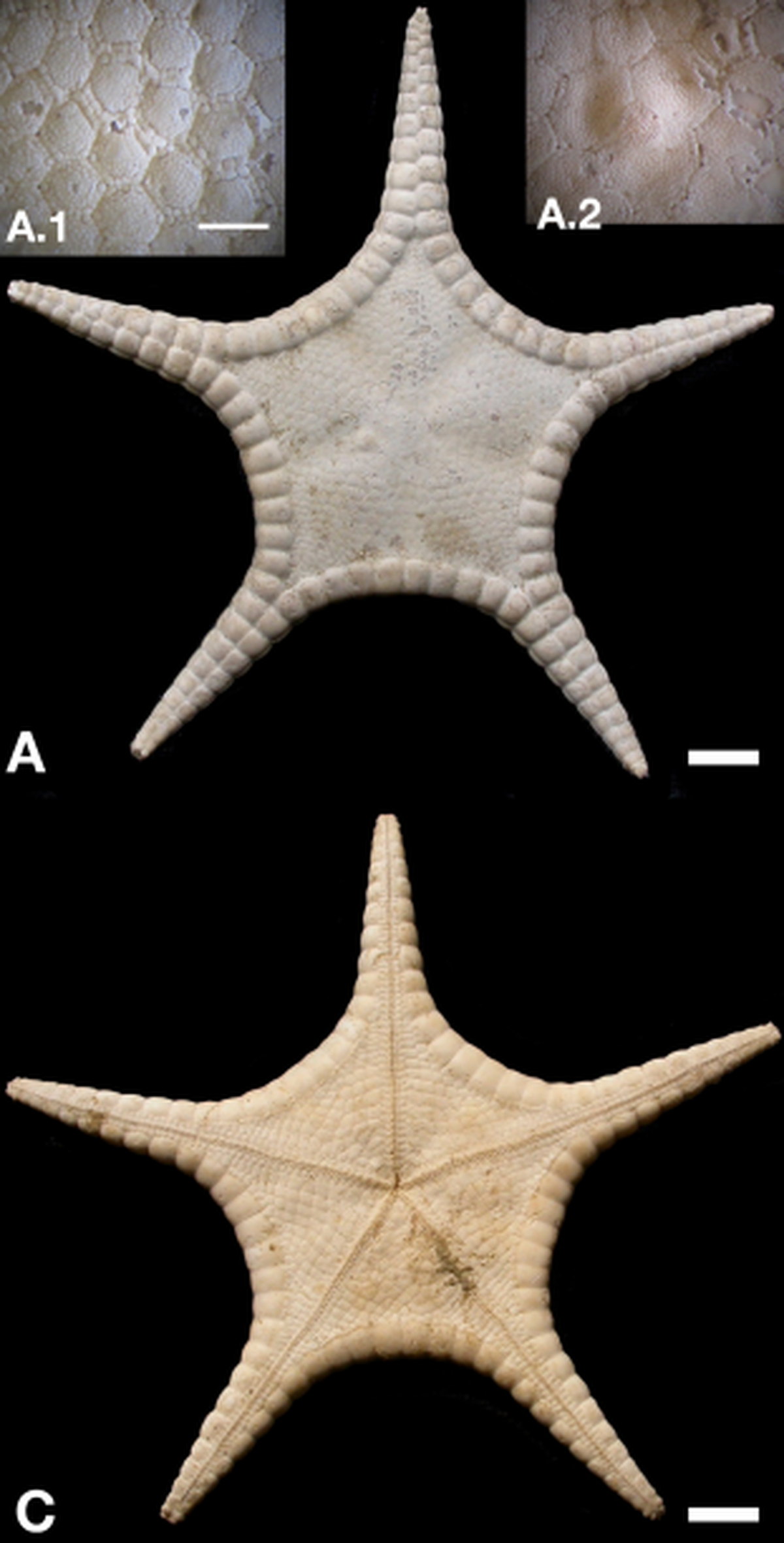 The starfish are covered in dense granules, creating a “pavement like” surface, experts said.
