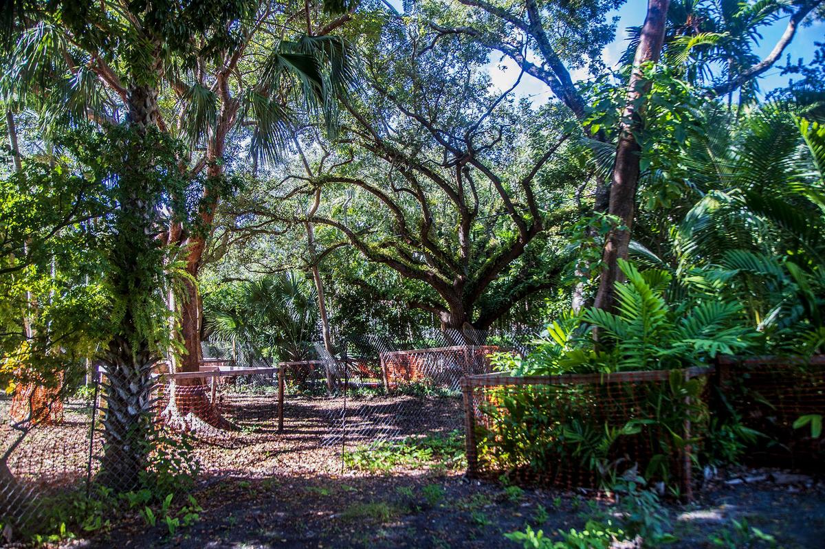 View of trees at 3834 El Prado Blvd. in Coconut Grove, where neighbors are challenging a developer’s plans for a new house on the lot.