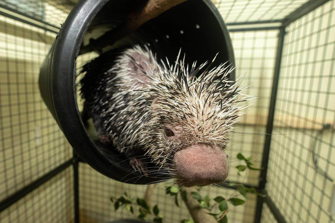 Porcupine Pascha peaks out from his heated enclosure at Zoo Miami on Friday, Jan. 30, 2026. Zookeepers at the Miami-Dade attraction spent part of the day protecting some of its vulnerable animals from the coming drops of temperatures into the 30s on Sunday and Monday