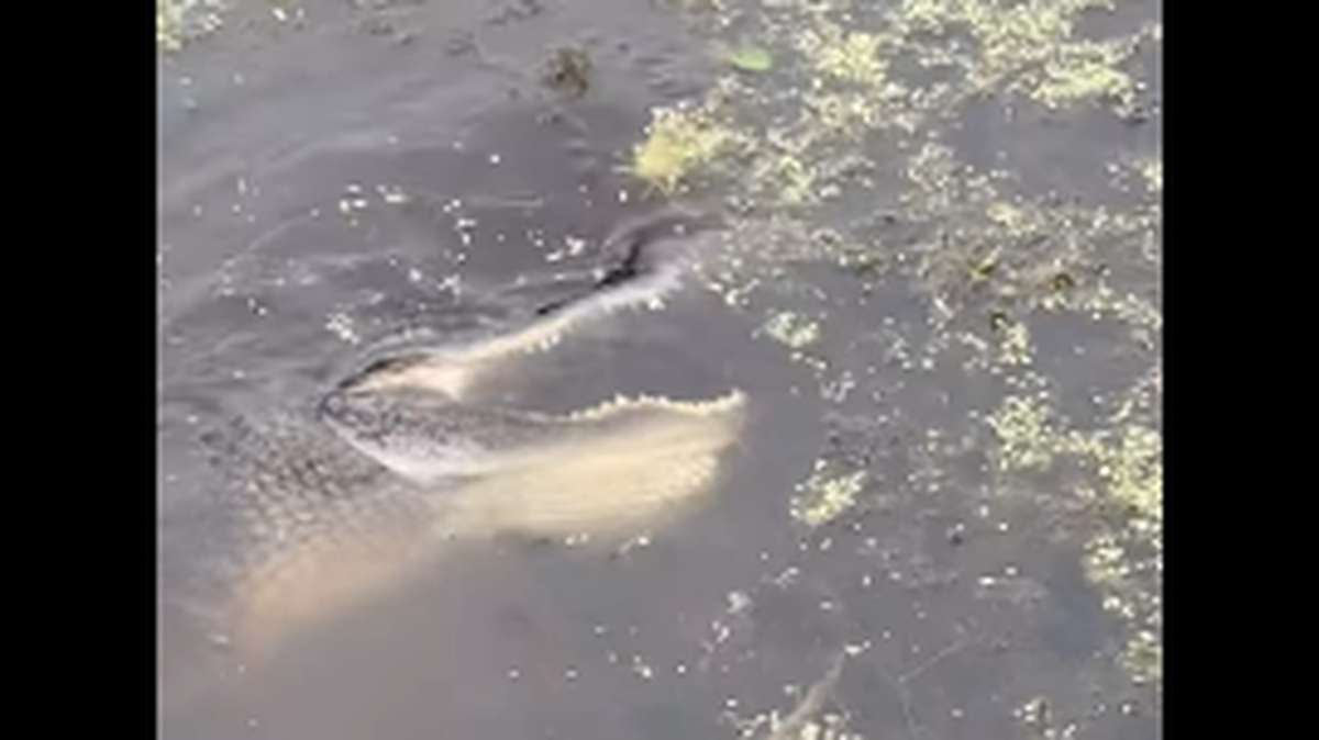 Video of alligator appearing to dance in water at Florida city park sparks social media debate over what it was doing.