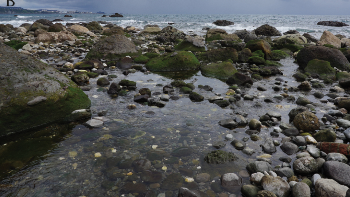 At the mouth of a creek flowing into the Pacific on the coast of Taiwan, a wiggly creature sticks to the shallow water at low tide.