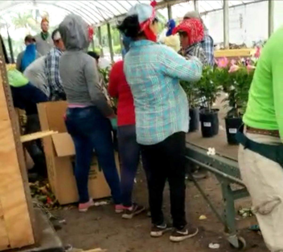 A photo from mid-June taken by a worker with a cellphone shows little social distancing at a Miami-Dade nursery.