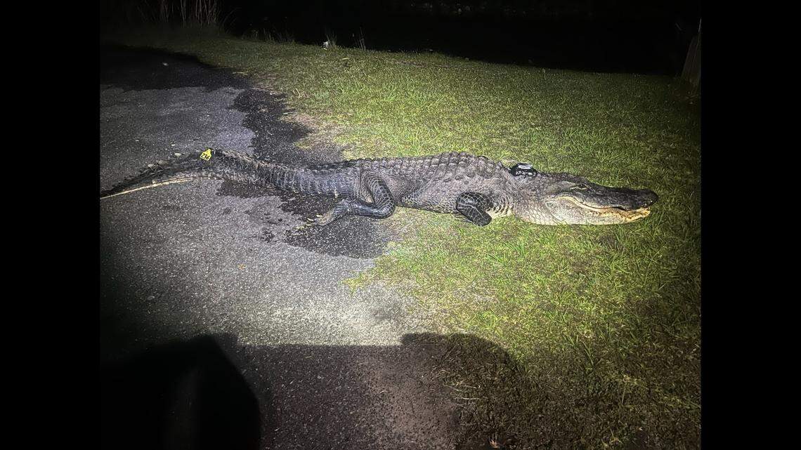 This 10-foot, 6-inch, 400-pound alligator has a hunchback ... and a missing foot, researchers discovered.