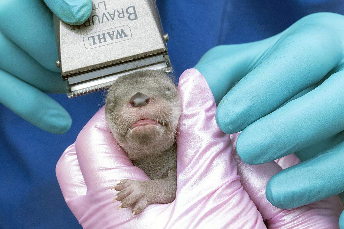 “I need grooming already? I just got here,” this newborn female river otter seems to say during her exam at Zoo Miami on Feb. 8, 2023. The river otter was one of three born to Zinnia, a 5-year-old North American river otter at the South Miami-Dade attraction.