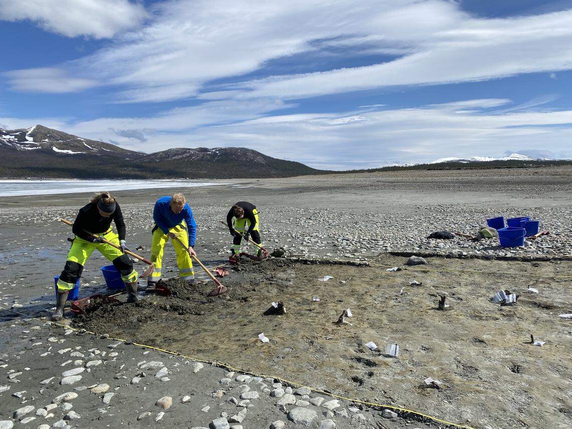 Archaeologists begin excavating the ancient fish trap. The visible poles are marked with white papers.