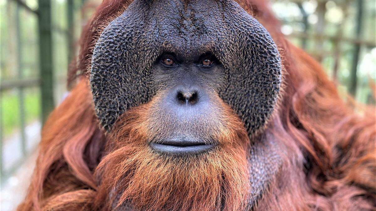 Pongo, an orangutan who on Oct 10 survived his seventh hurricane. Taken in 2021