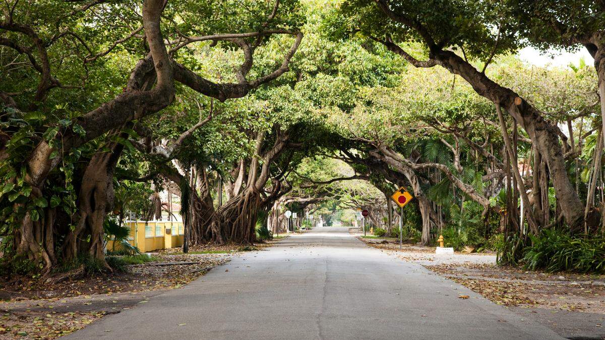 Large shade trees line the streets throughout Coral Gables.