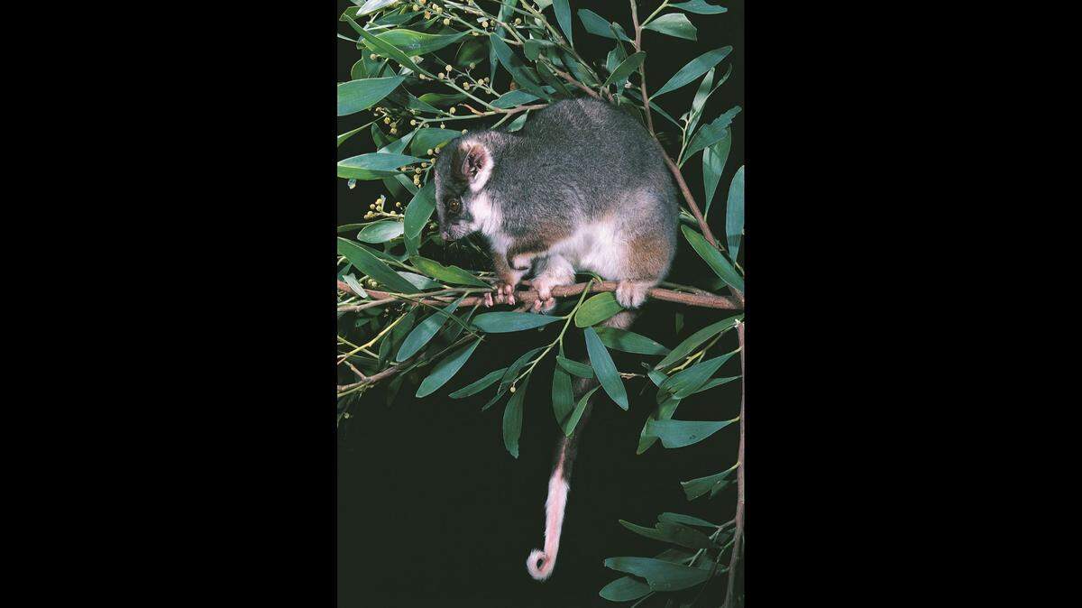 A community near Sydney noticed ringtail possums vanishing, then homeowners spotted the culprit on a balcony, fire department said.