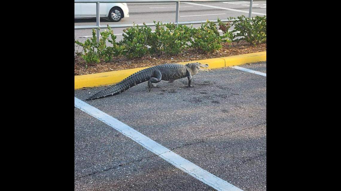 This alligator, estimated at about 7 feet, was obeying all the traffic laws as it strolled near a busy intersection in Pinellas Park, Florida, police say.