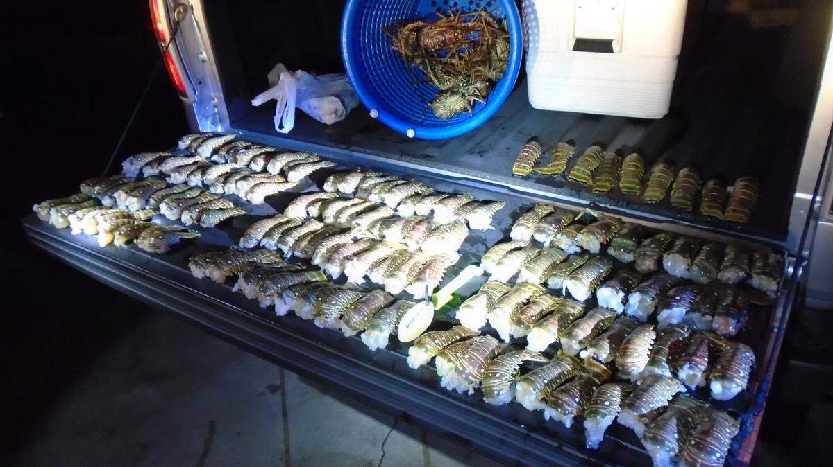 Undersized lobsters and undersized wrung lobster tails are arranged in the back of a Florida Fish and Wildlife Conservation Commission truck Saturday, Oct. 23, 2021.