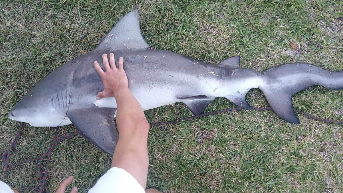 Brian Tittle says it wasn’t until his son pulled the shark from the water that they realized “it wasn’t right.”