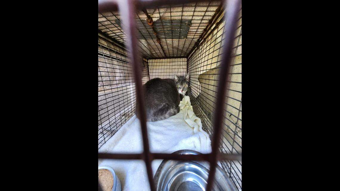 A very unusual animal rescue played out on the Florida coast, when a terrified cat was found living on a boat with the body of its owner.