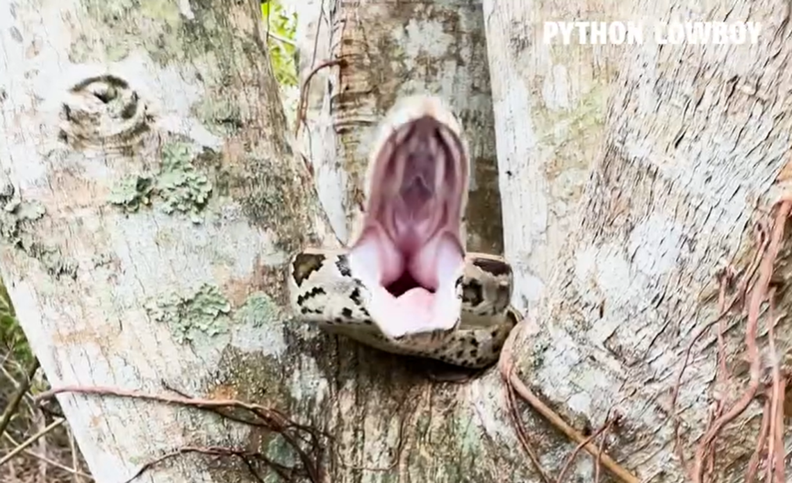 This is what it looks like to have an invasive Burmese python lunge at you from a tree in the Florida wilderness, video shows.