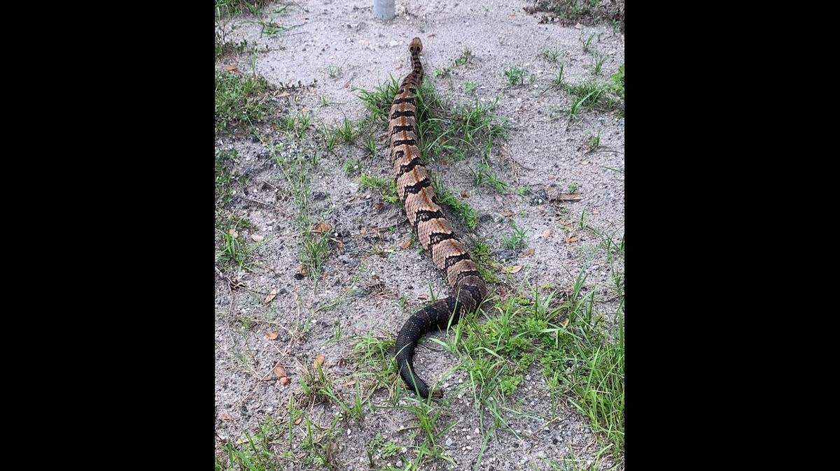 A timber rattlesnake pictured in Tenoroc Public Use Area in Florida’s northern Polk County. The photo was posted to the Florida Fish and Wildlife Conservation Commission’s Facebook page.