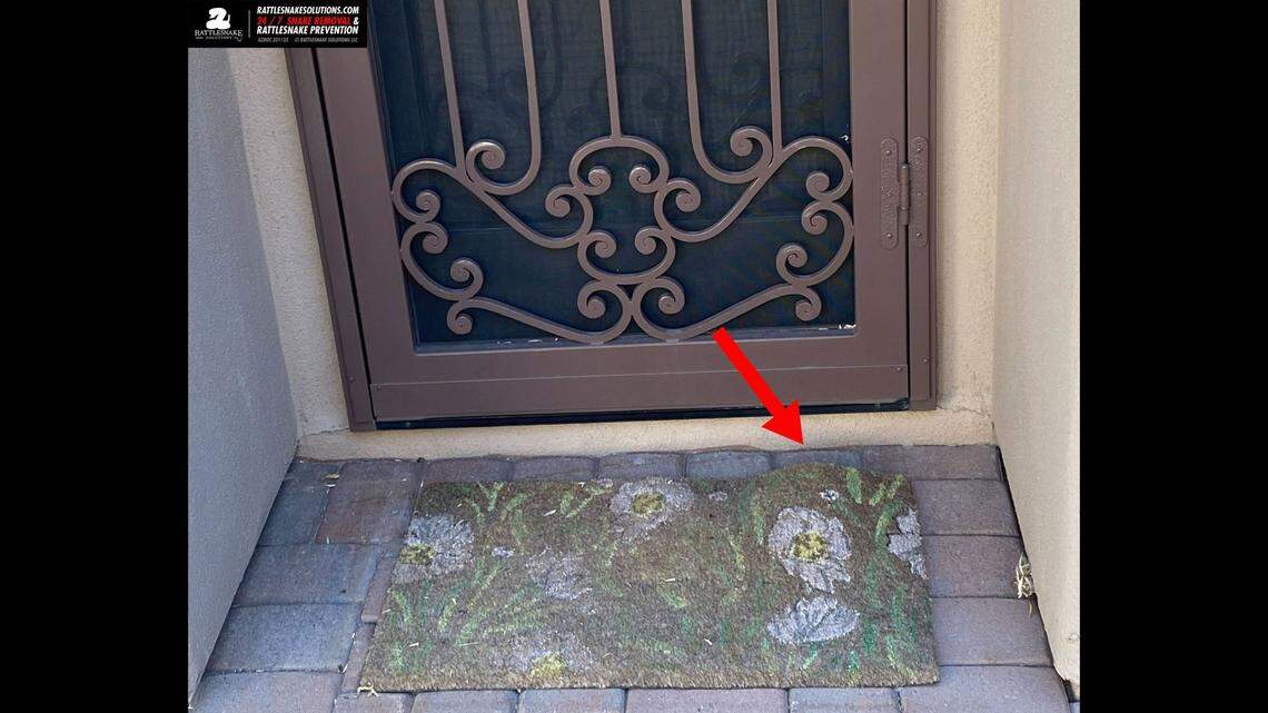 Would you have guessed a rattlesnake was under this porch mat in Arizona? Video shows it was asleep when found.