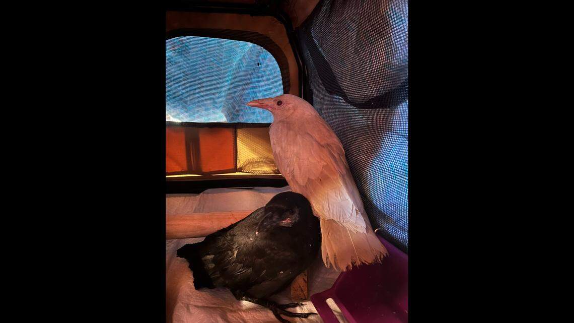 The albino fish crow and its fish crow “roommate.”