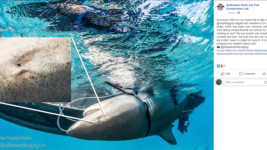 Shark researcher James Sulikowski captured a 6.5 foot bull shark in the Bahamas that turned out to be missing one eye.