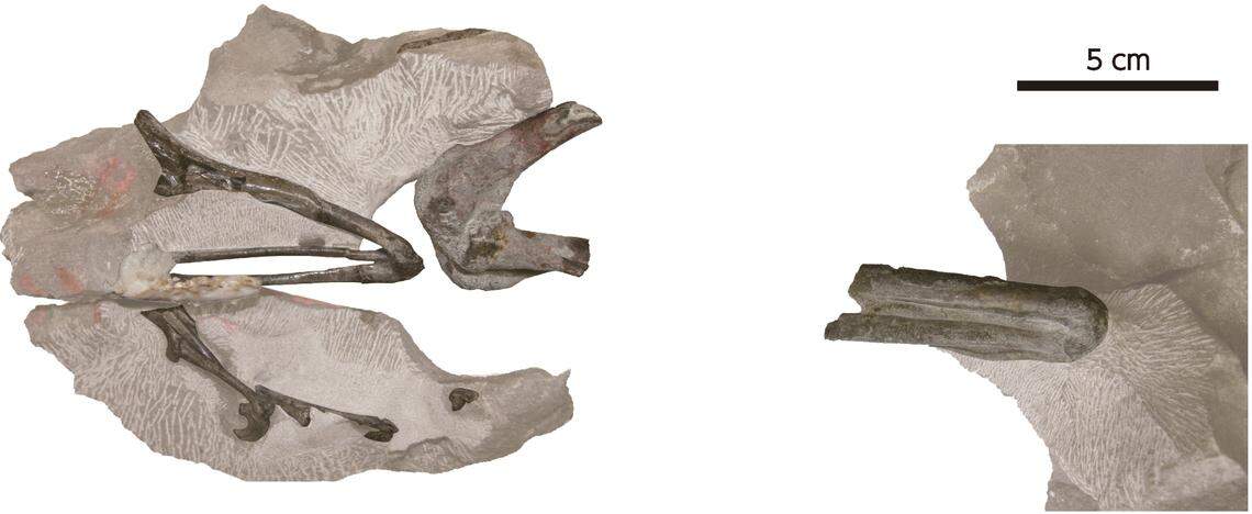 In 2010, parts of the limbs and feet were found (left), a the following year researchers found the heel of the animal (right).