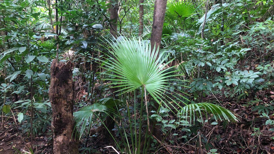 The creature was found buried beneath leaves and bark on Yonaguni island.