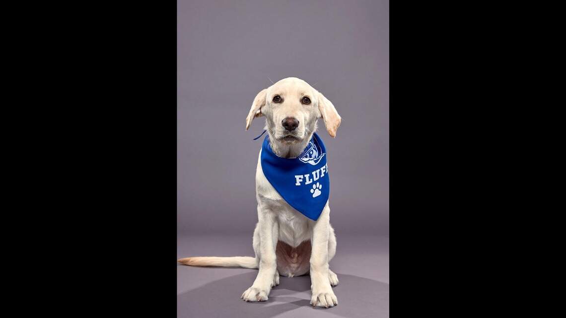Super Bowl 54 isn’t the only game in town. Meet Miami’s Puppy Bowl contenders