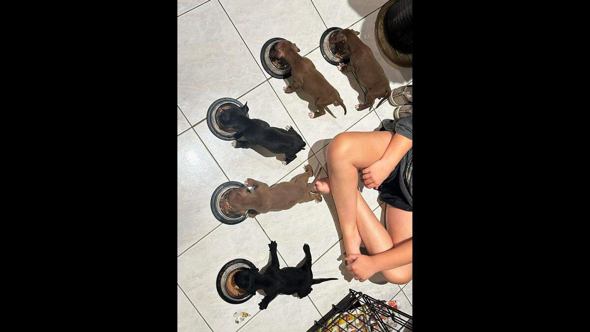 The puppies