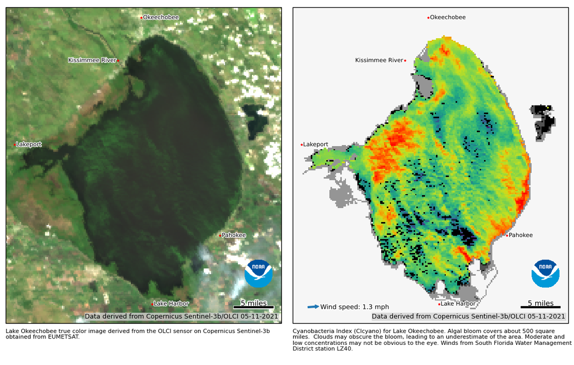 NOAA satellite images showed that cyanobacteria covered about 500 square miles of the lake earlier this week.