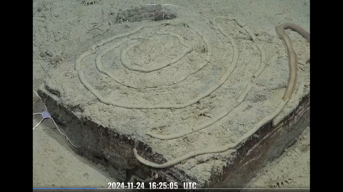 On Nov. 24, a team of deep sea explorers with Schmidt Ocean Institute found a “fantastic” spiral drawn on a square rock at a depth of 11,000 feet, video shows.
