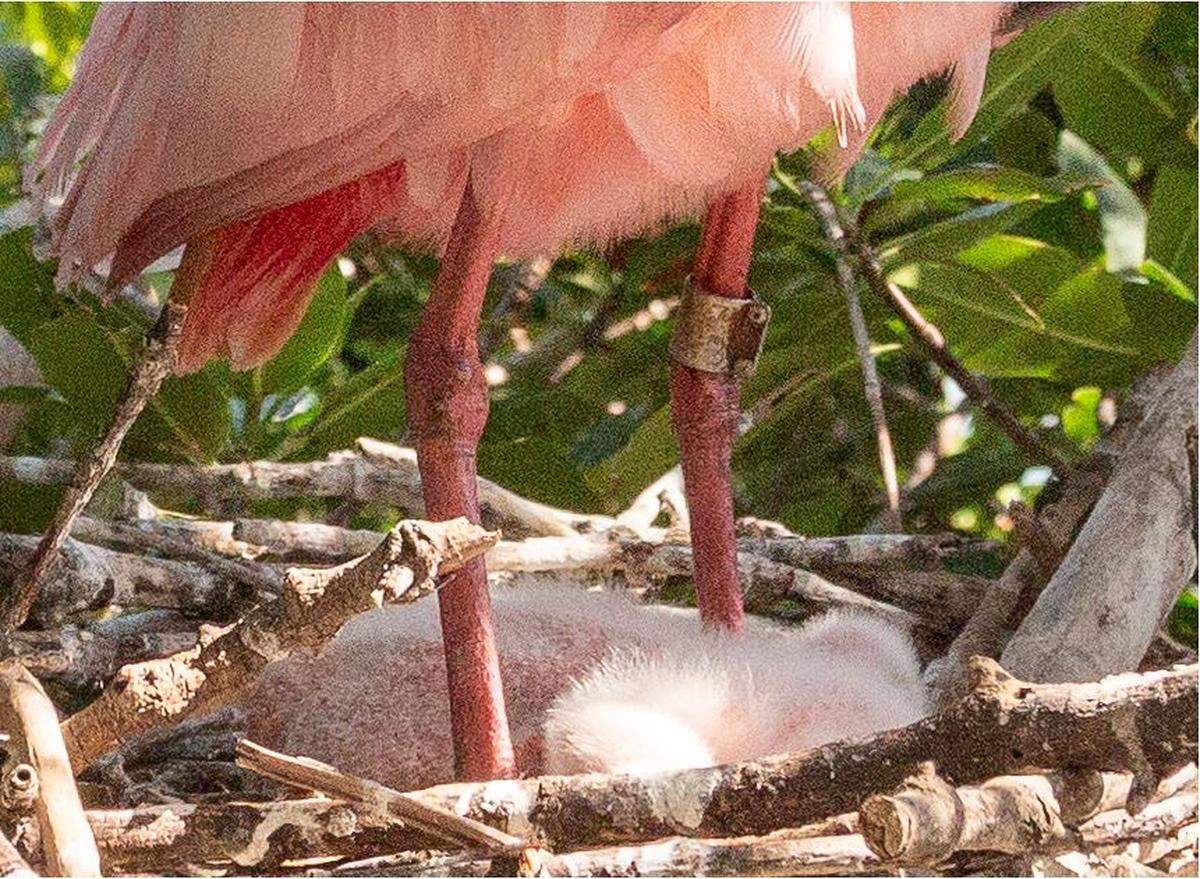 An Audubon Florida trail camera aimed at a nest in Florida Bay caught a glimpse of an 18-year-old roseate spoonbill, believed to be the oldest spoonbill ever documented. The aluminum band identified it as ’78.’