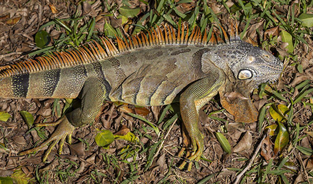 An iguana is seen laying on the ground in a Pembroke Pines neighborhood as temperatures dip into the 30s made its way across South Florida on Sunday, Feb. 1, 2026.
