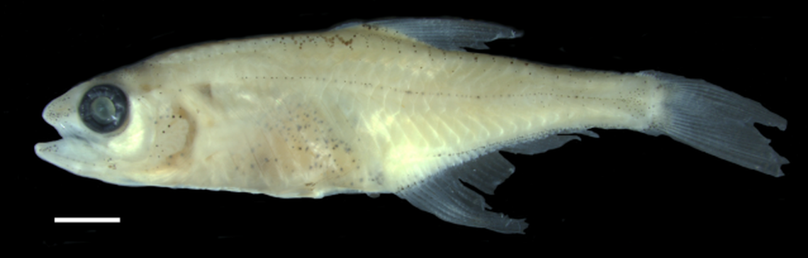 The miniature fish is less than one inch long, considered large compared to related species, researchers said.