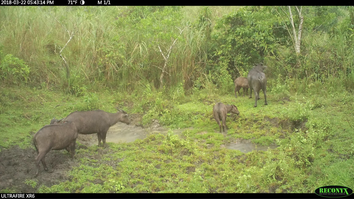 Tamaraws were spotted passing through the camera trap site.